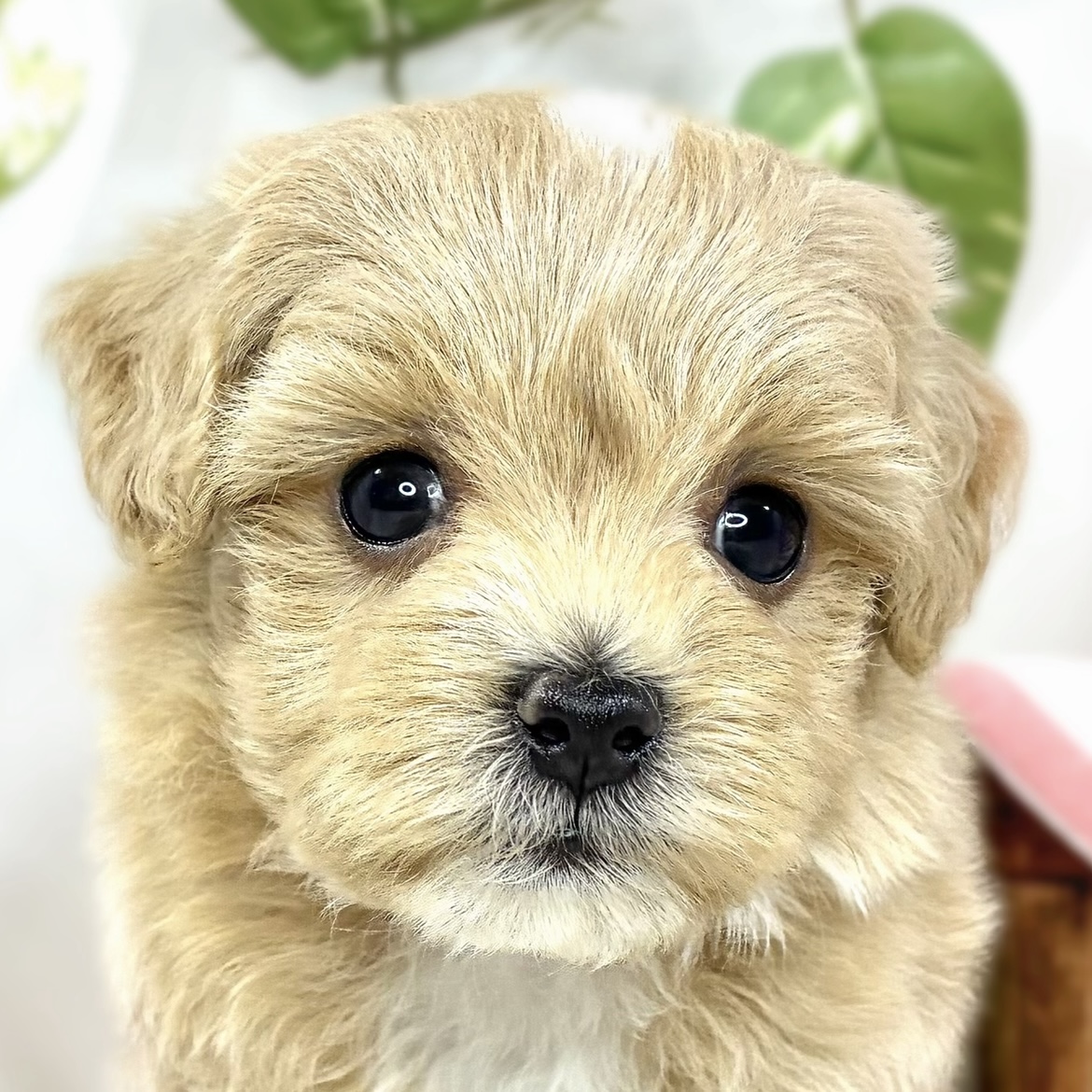ハーフ犬女の子の写真