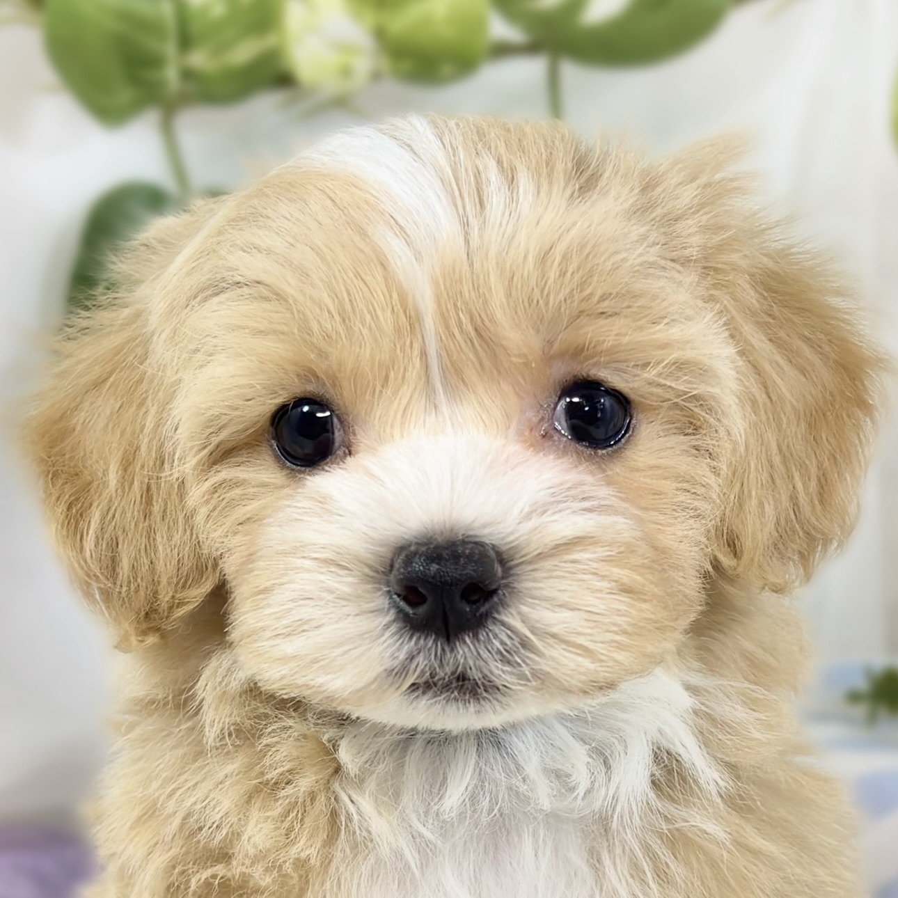 ハーフ犬女の子の写真