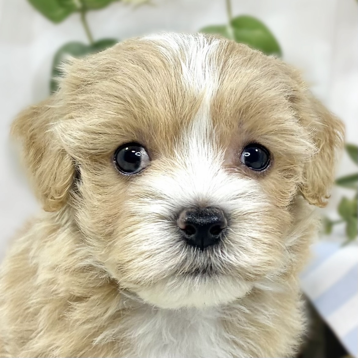 ハーフ犬女の子の写真