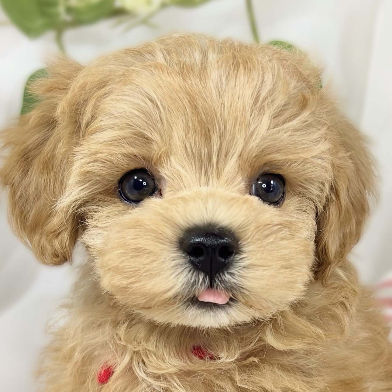 ハーフ犬男の子の写真