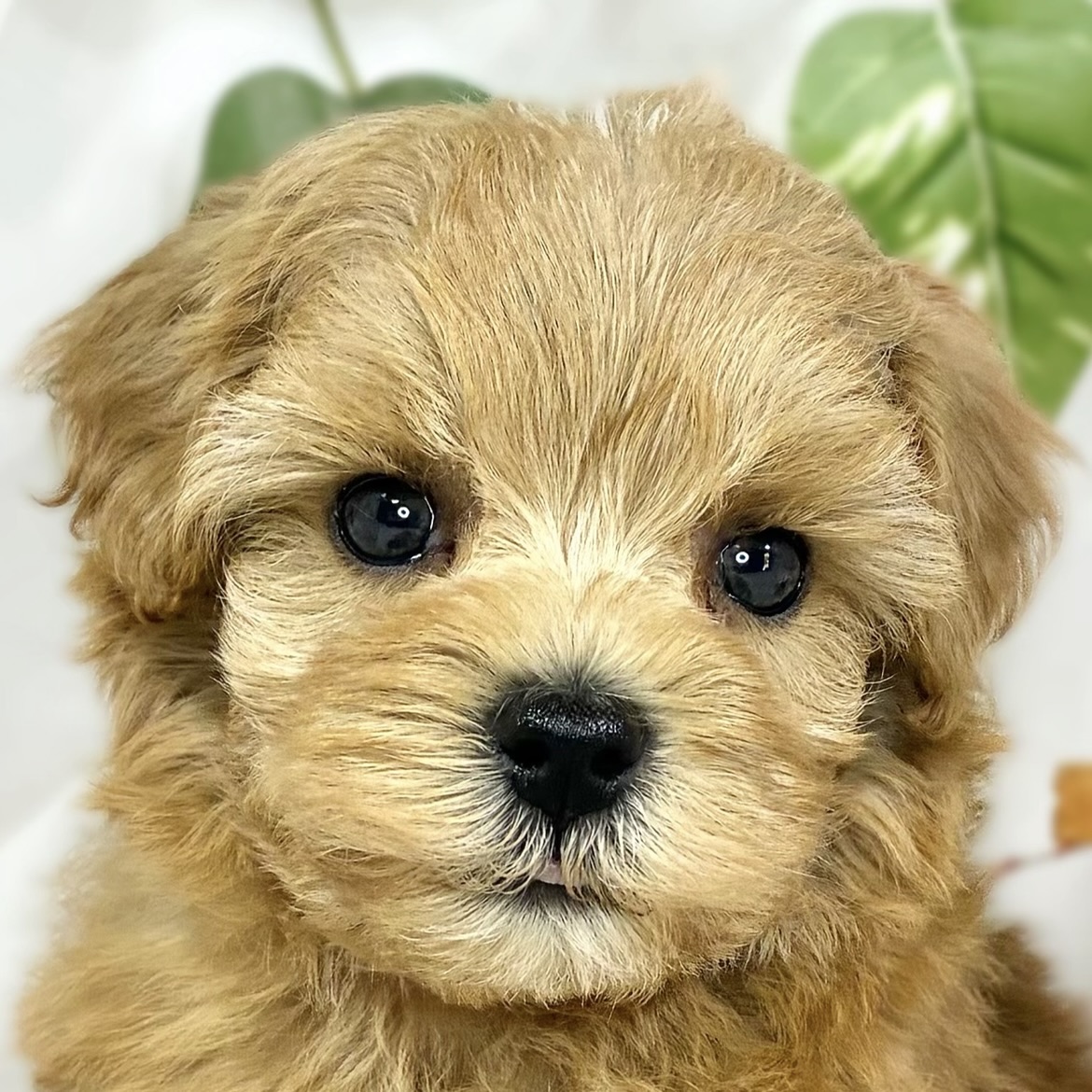 ハーフ犬男の子の写真
