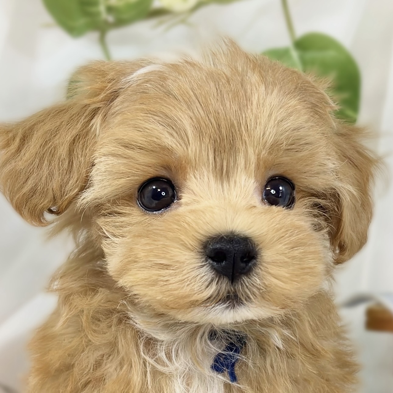 ハーフ犬男の子の写真
