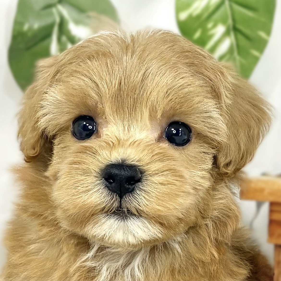 ハーフ犬男の子の写真