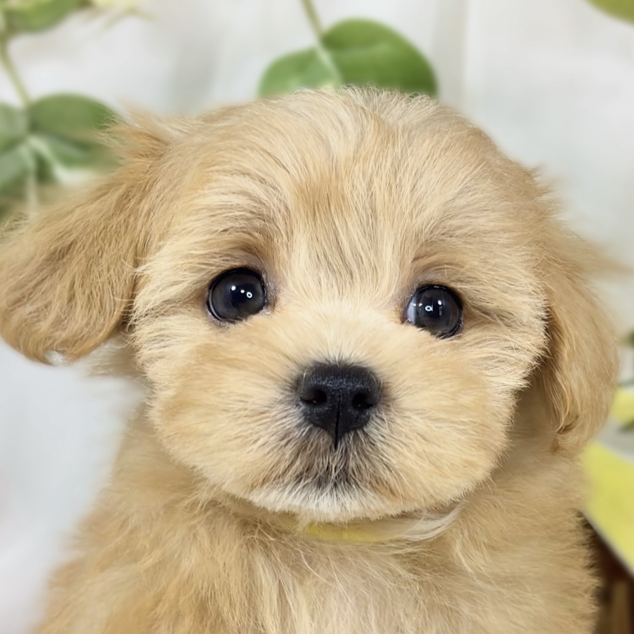 ハーフ犬女の子の写真