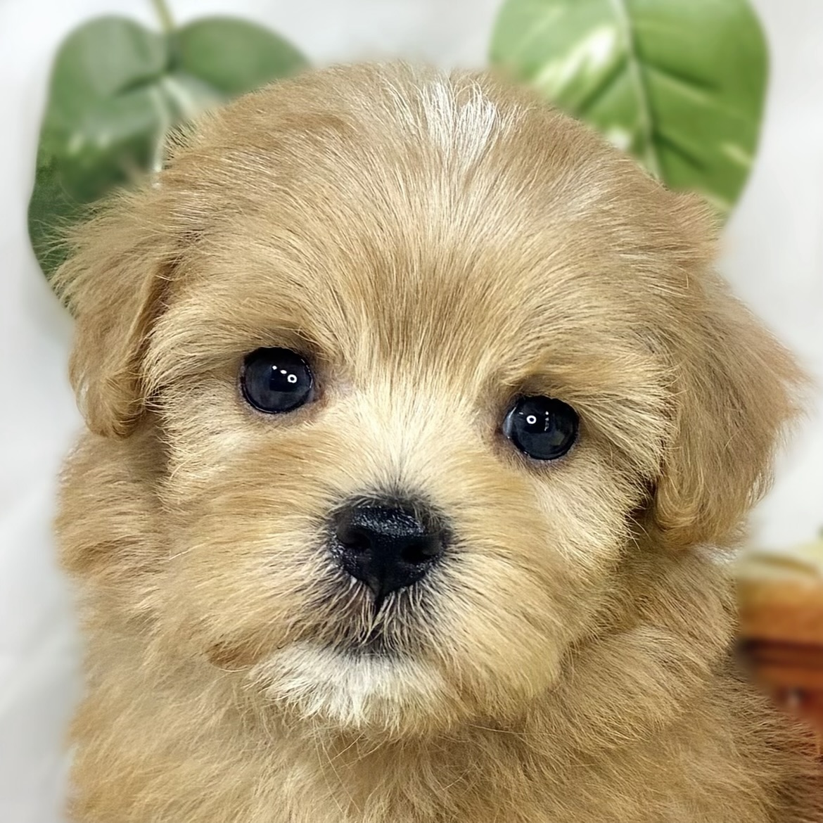 ハーフ犬女の子の写真