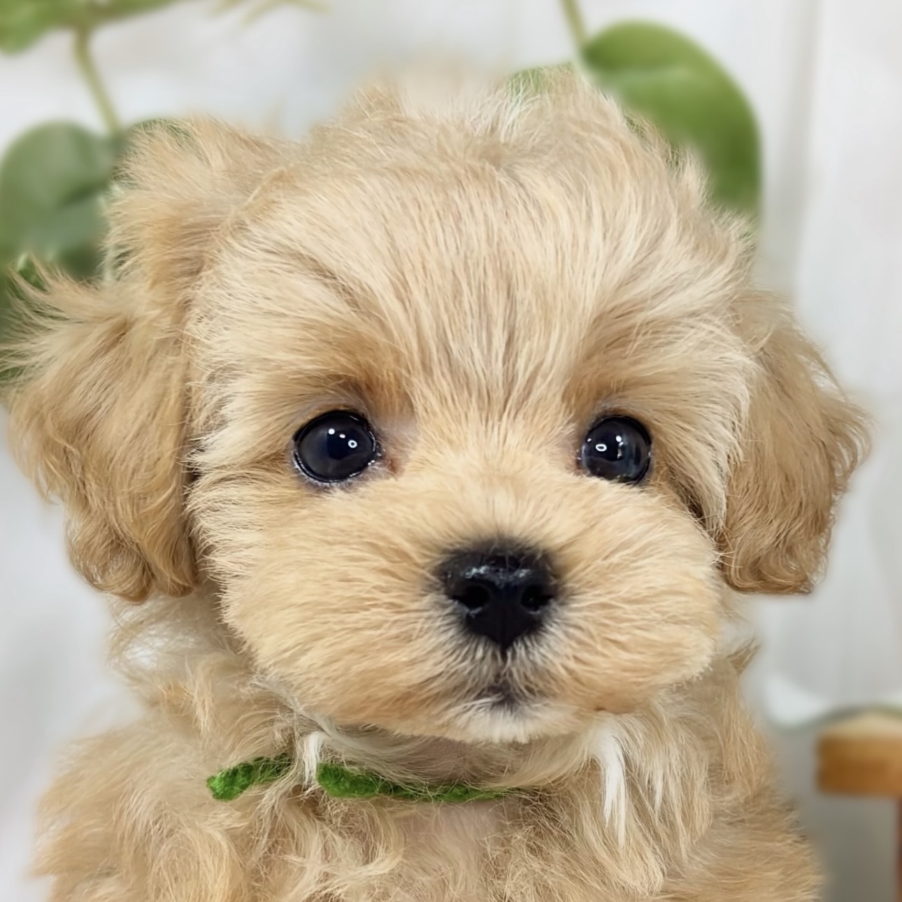 ハーフ犬女の子の写真