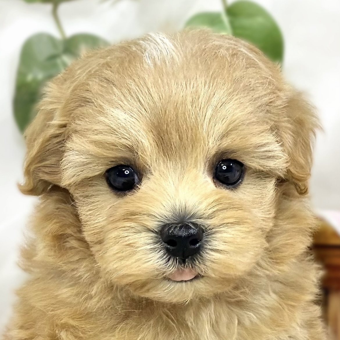 ハーフ犬女の子の写真