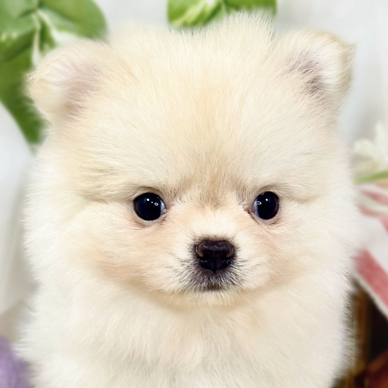 ハーフ犬男の子の写真