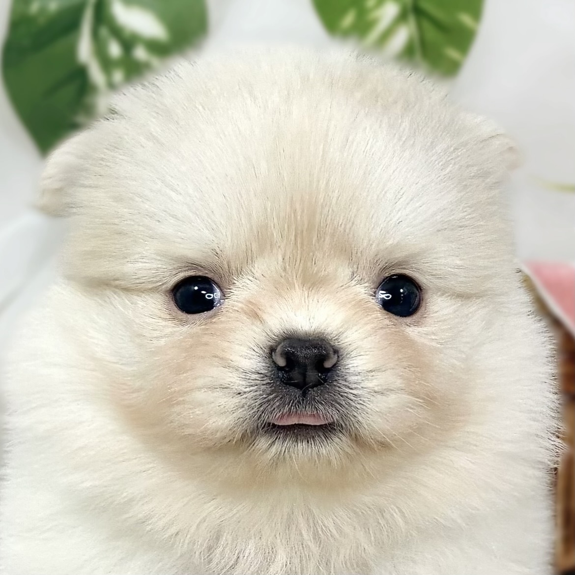ハーフ犬男の子の写真