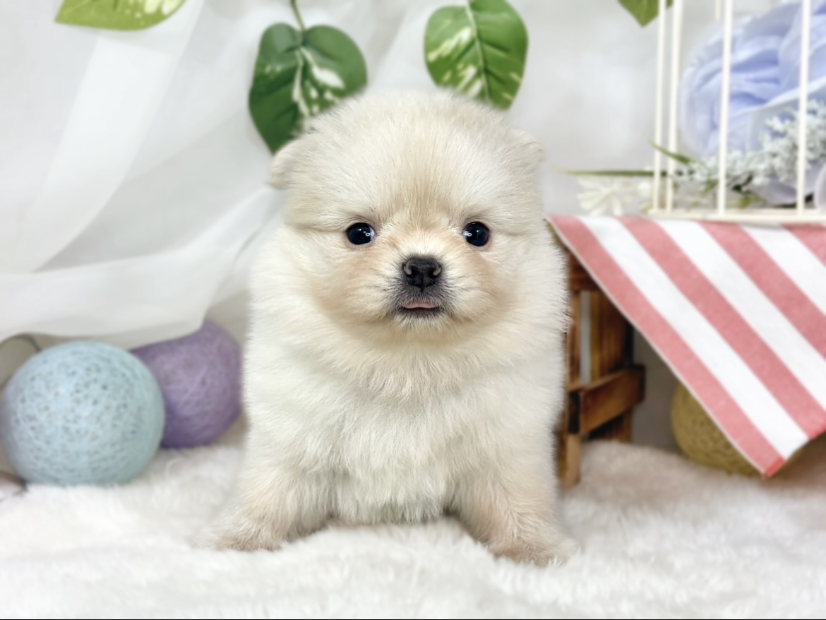 生体画像２