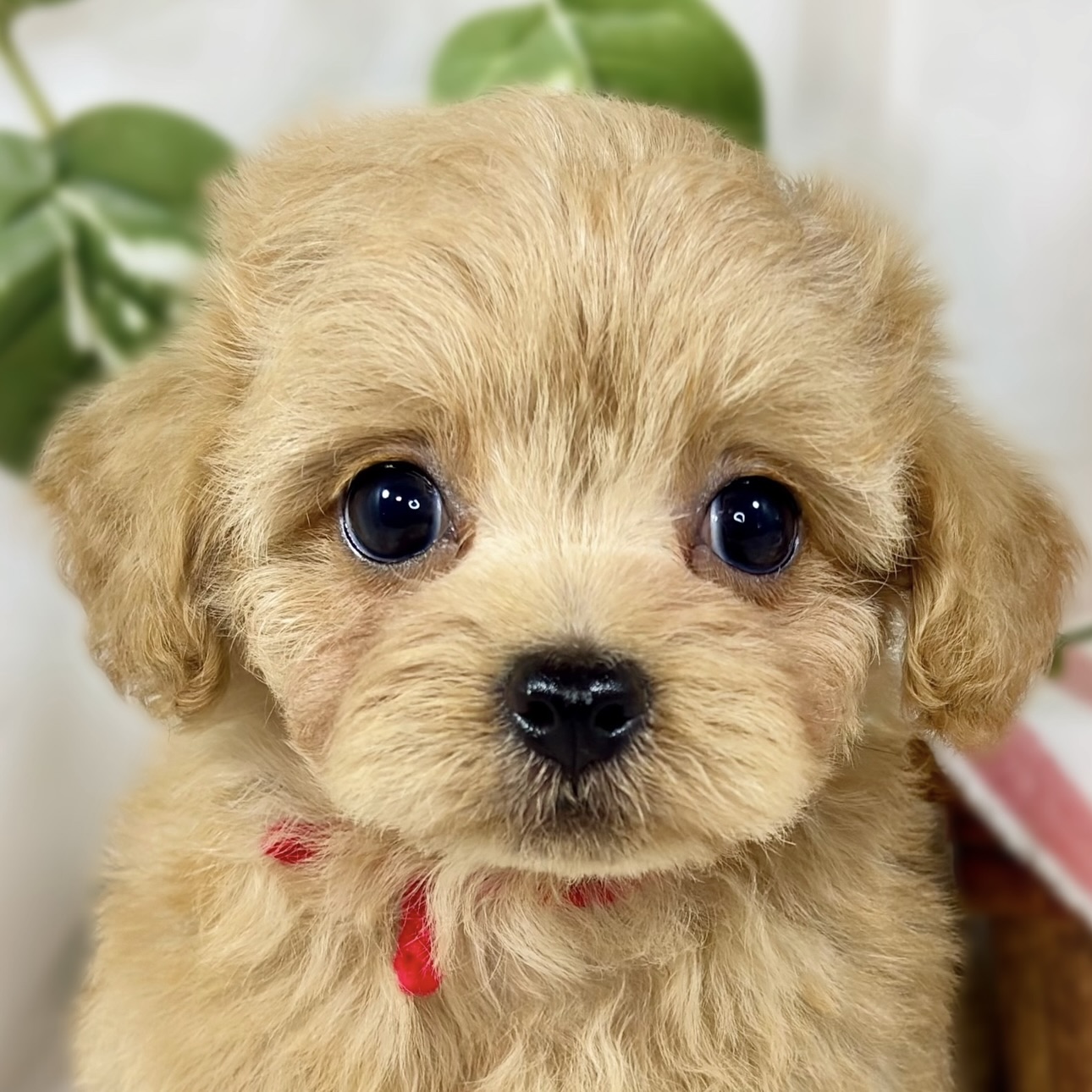 ハーフ犬女の子の写真