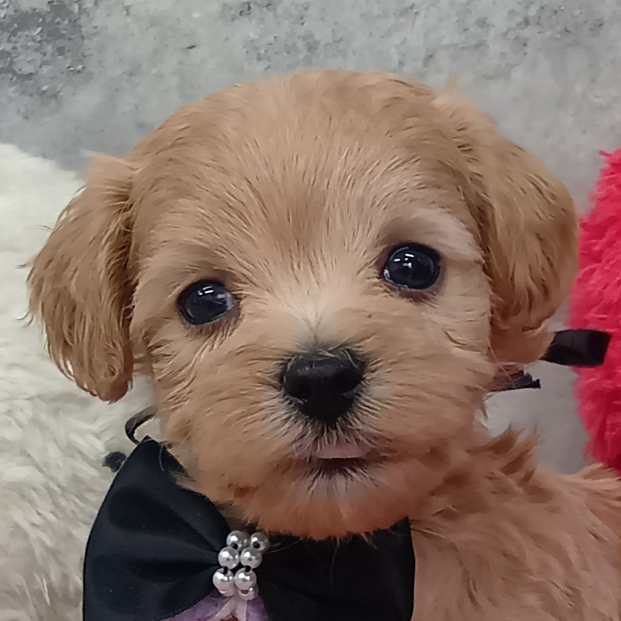 ハーフ犬女の子の写真