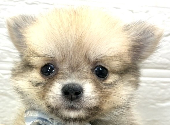 ハーフ犬女の子の写真