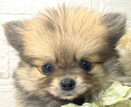 ハーフ犬女の子の写真