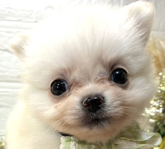 ハーフ犬男の子の写真