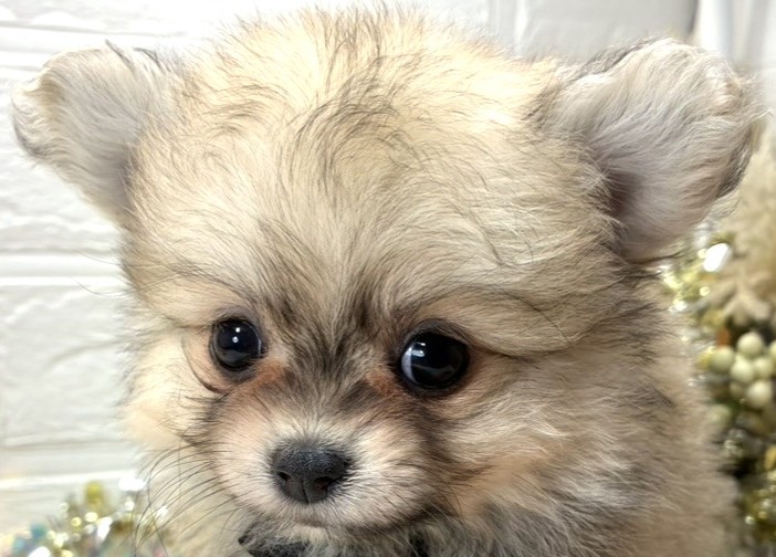 ハーフ犬女の子の写真