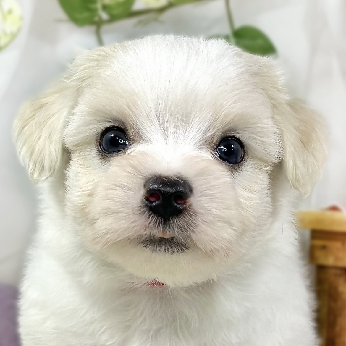 ハーフ犬男の子の写真