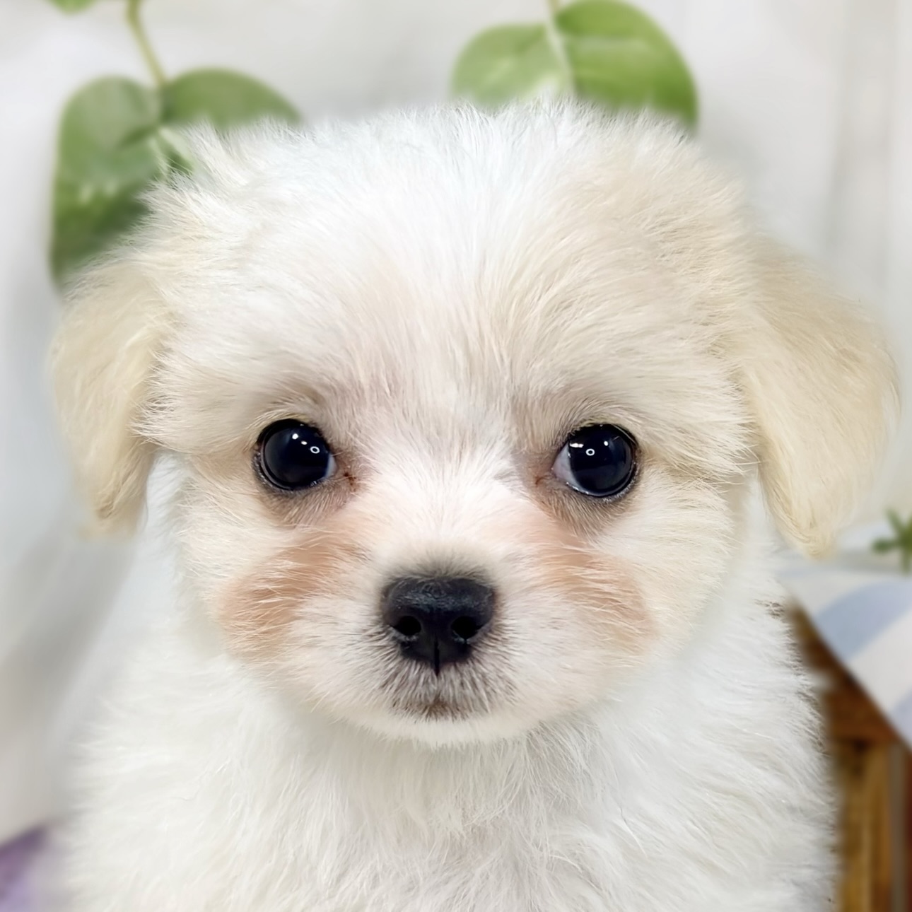 ハーフ犬女の子の写真