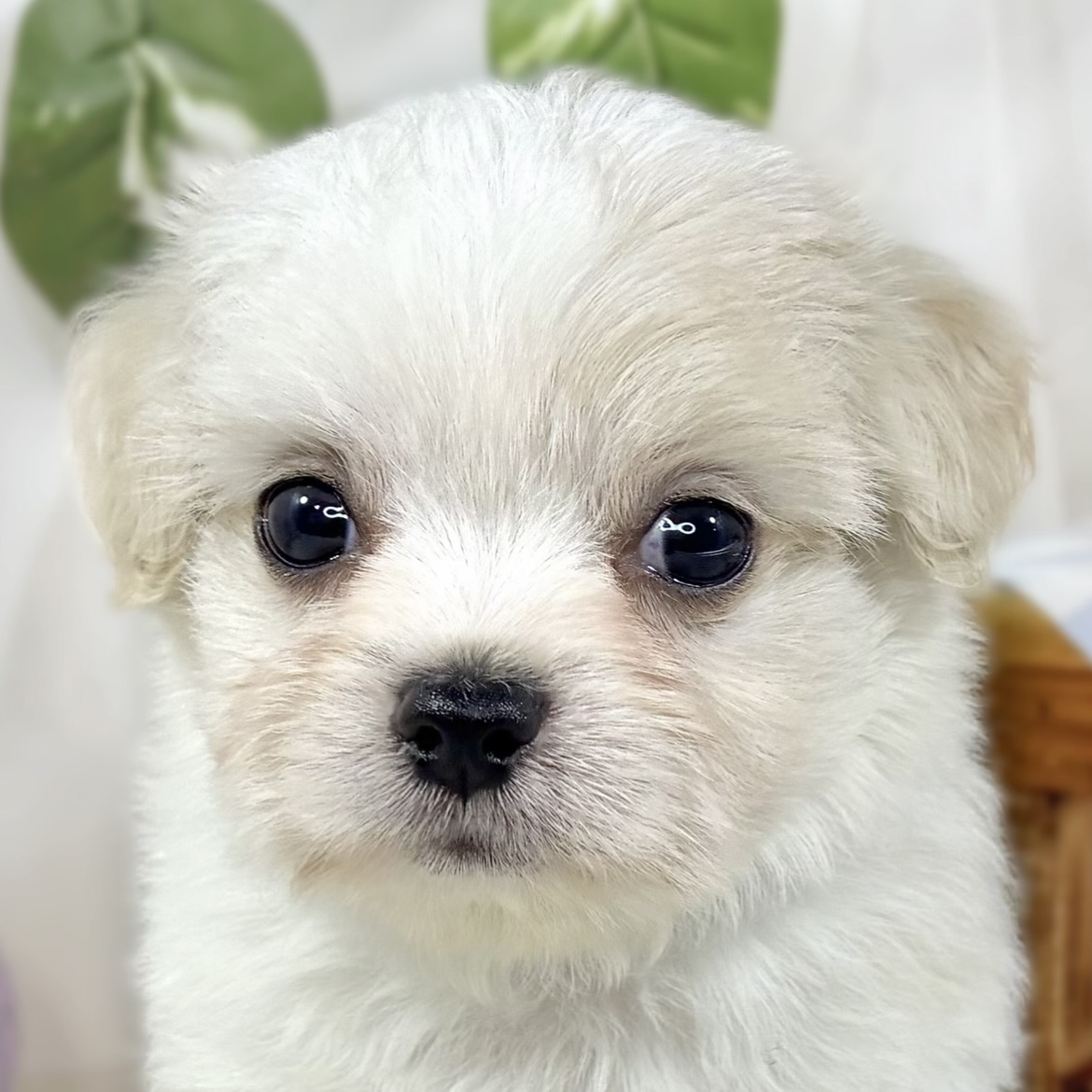 ハーフ犬女の子の写真