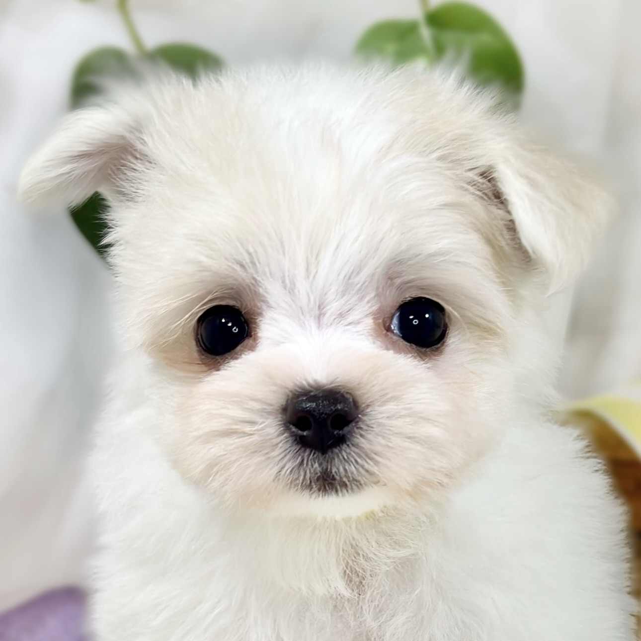 ハーフ犬女の子の写真