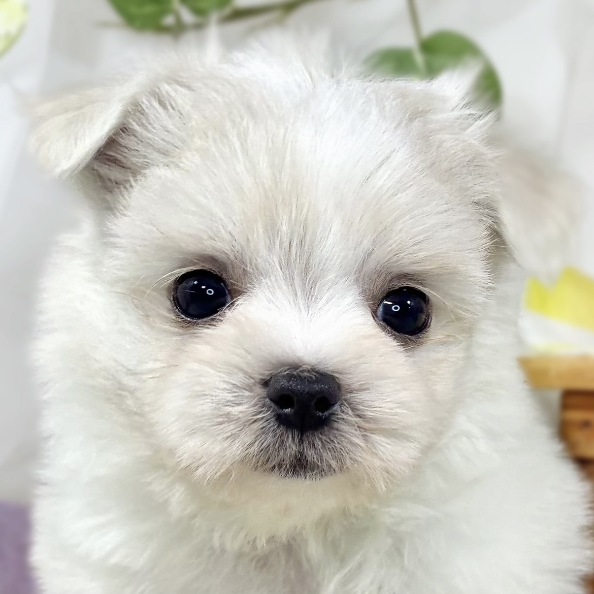 ハーフ犬女の子の写真