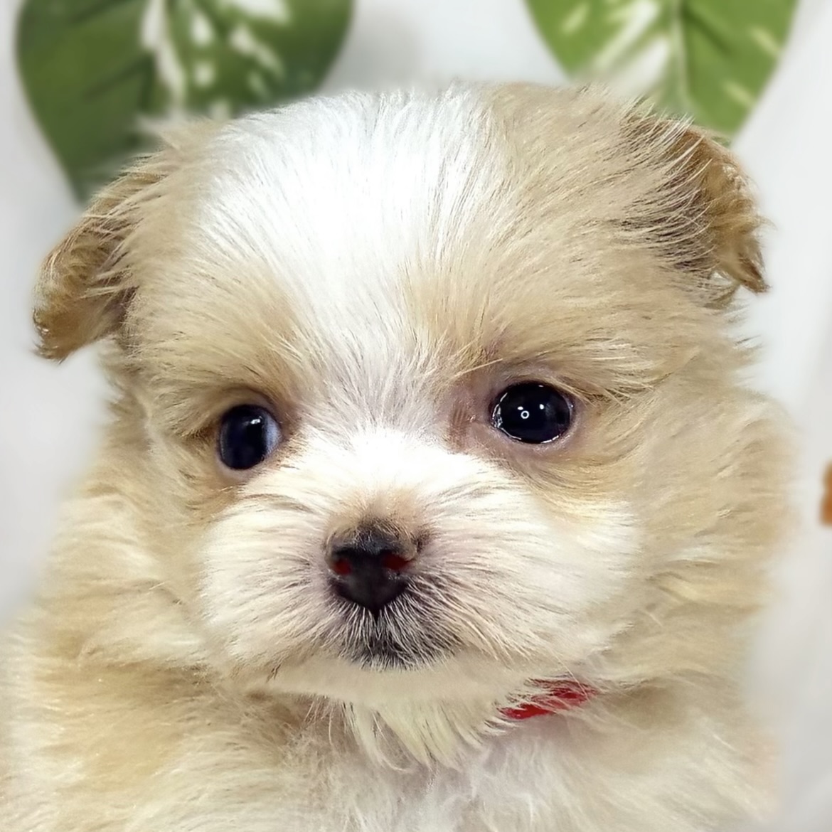ハーフ犬女の子の写真