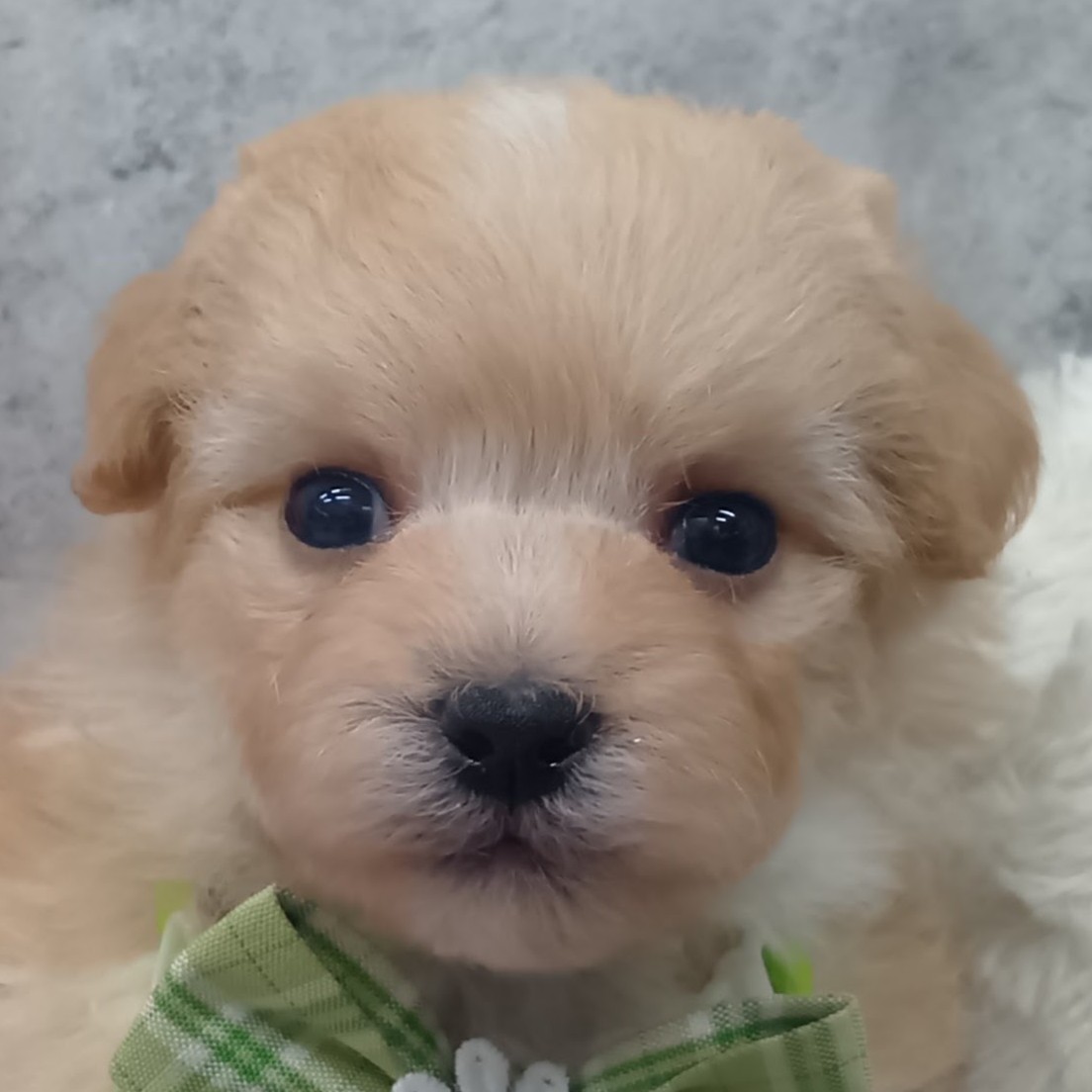 ハーフ犬男の子の写真