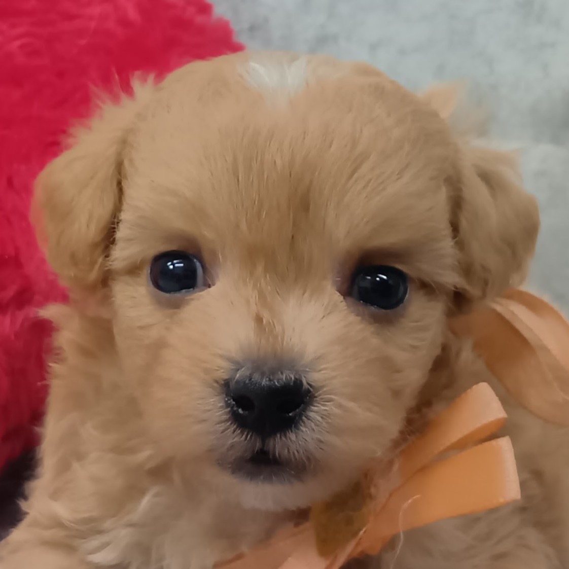 ハーフ犬男の子の写真