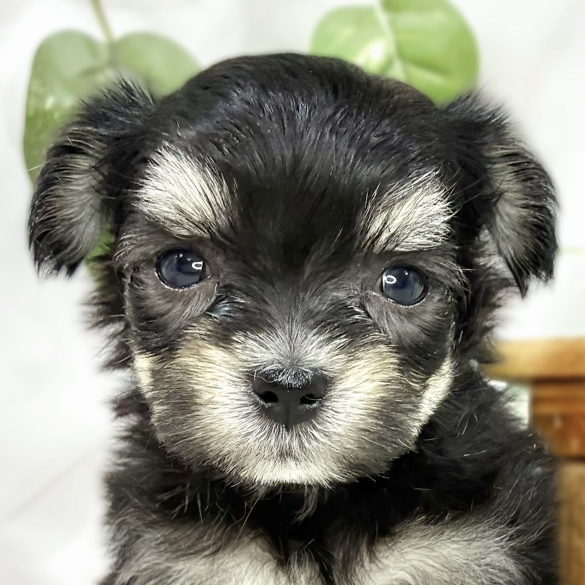 ハーフ犬男の子の写真
