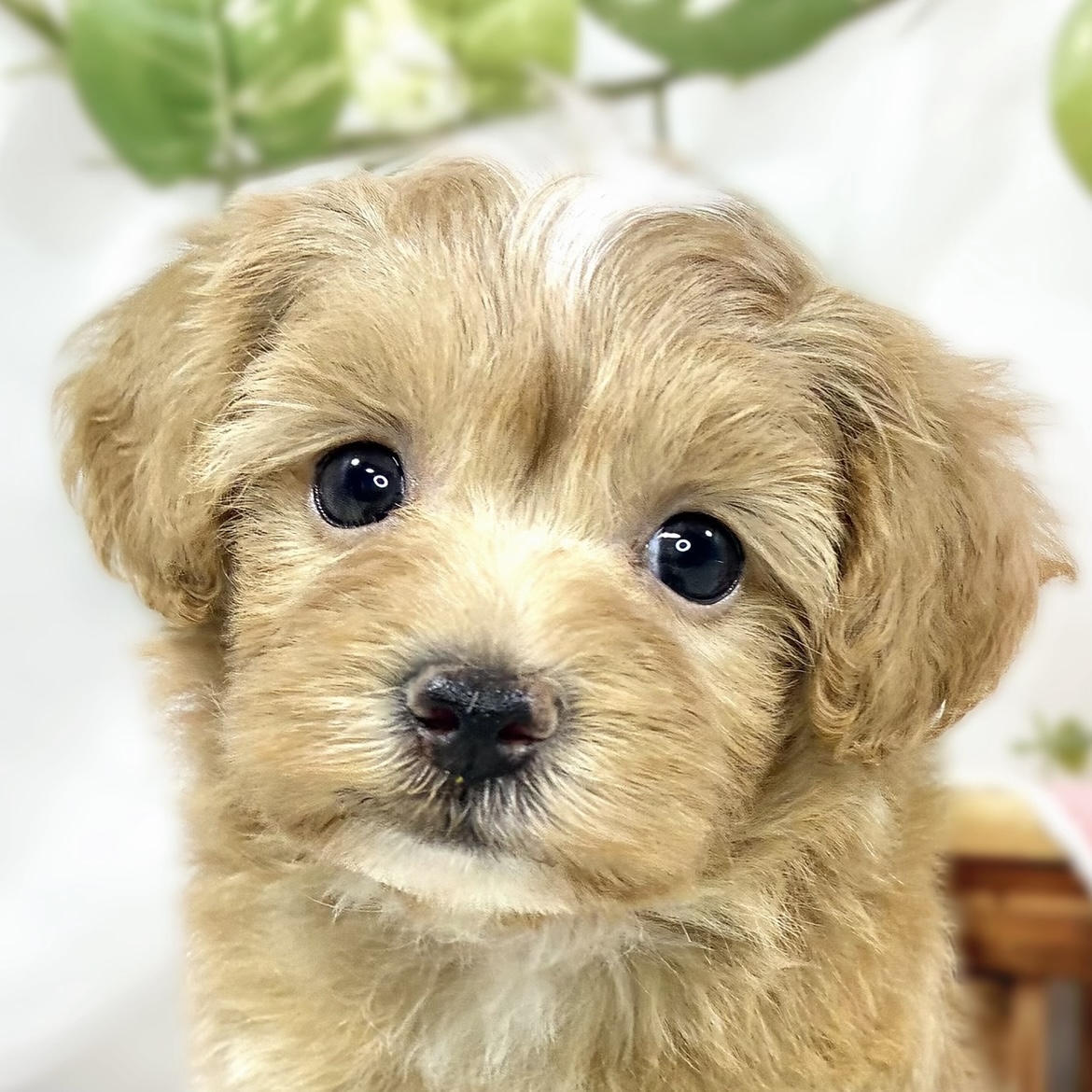 ハーフ犬女の子の写真
