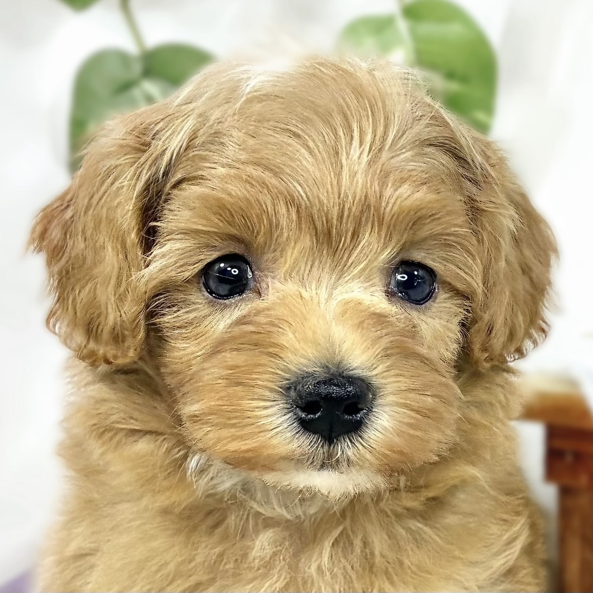 ハーフ犬男の子の写真