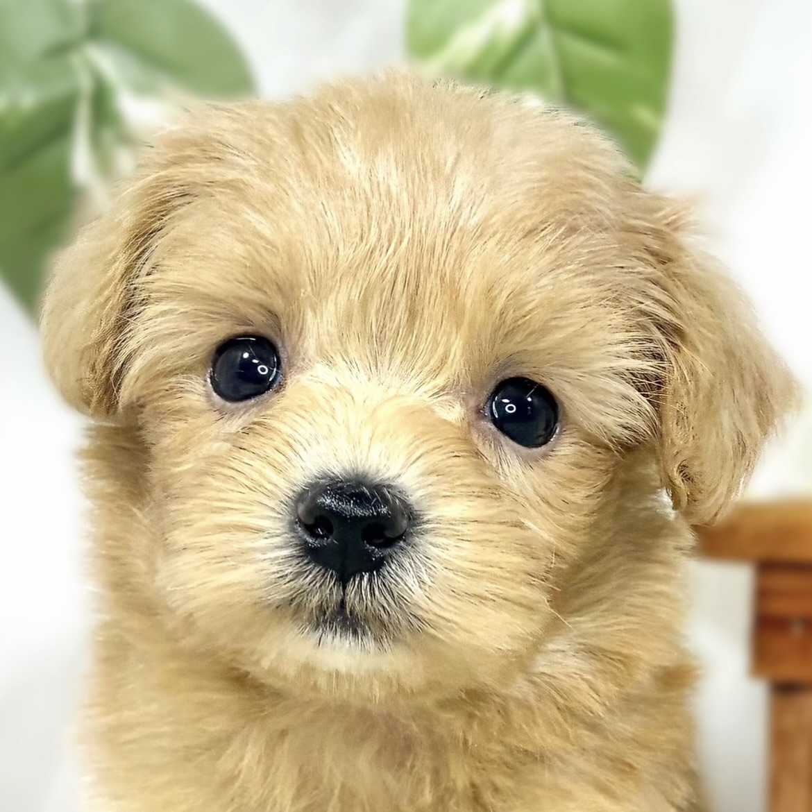 ハーフ犬男の子の写真
