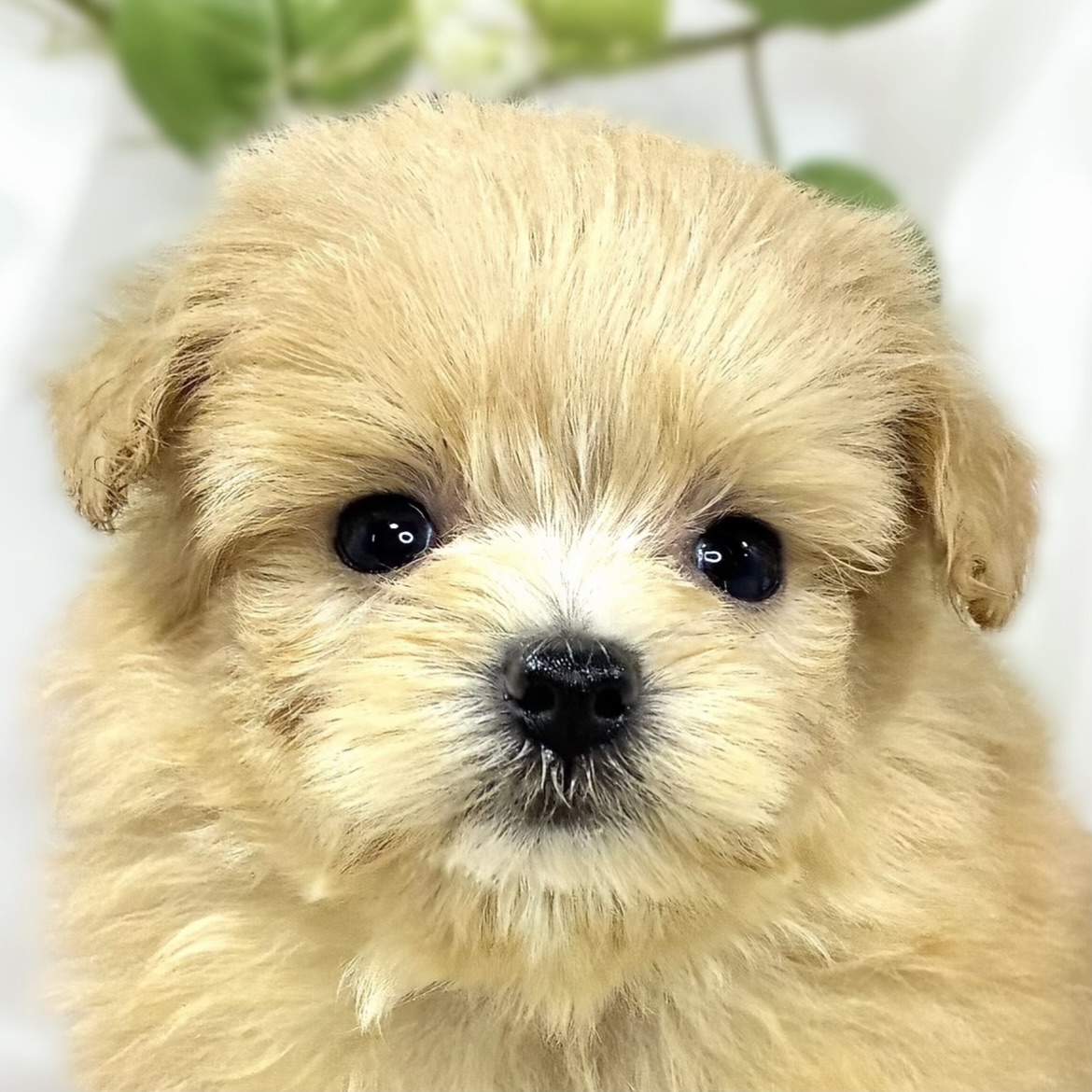 ハーフ犬女の子の写真