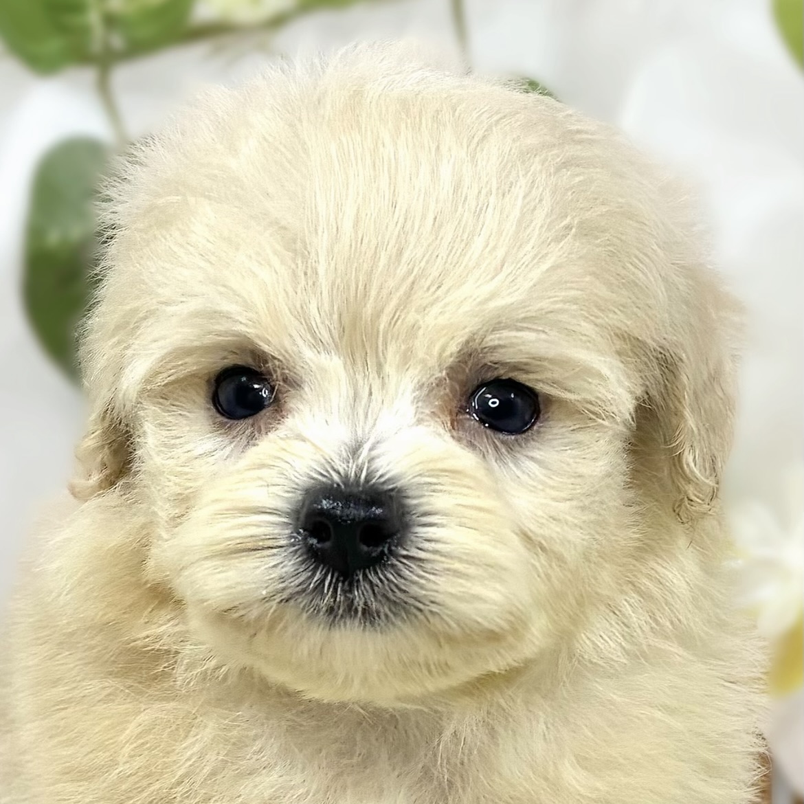 ハーフ犬男の子の写真