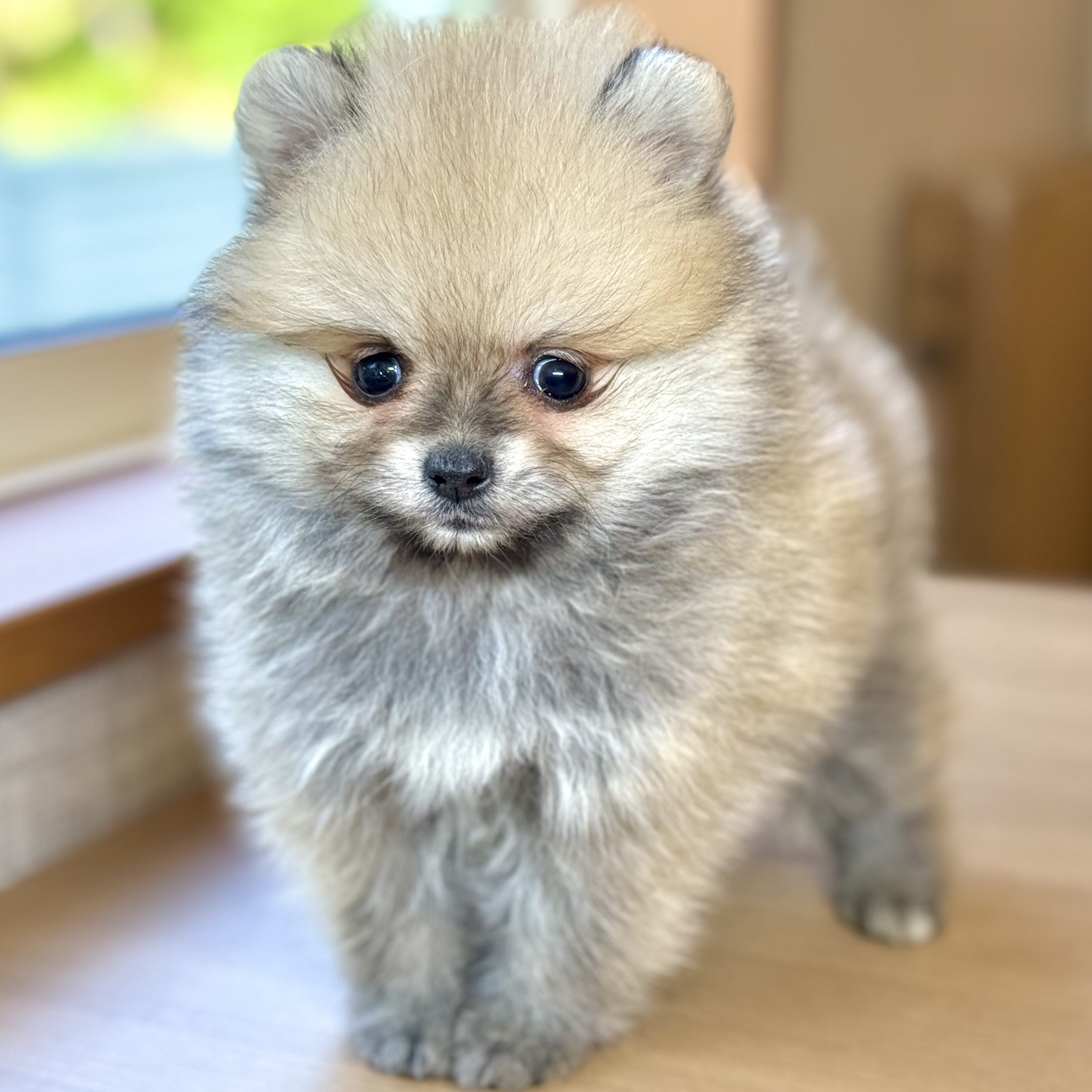 ポメラニアン男の子の写真