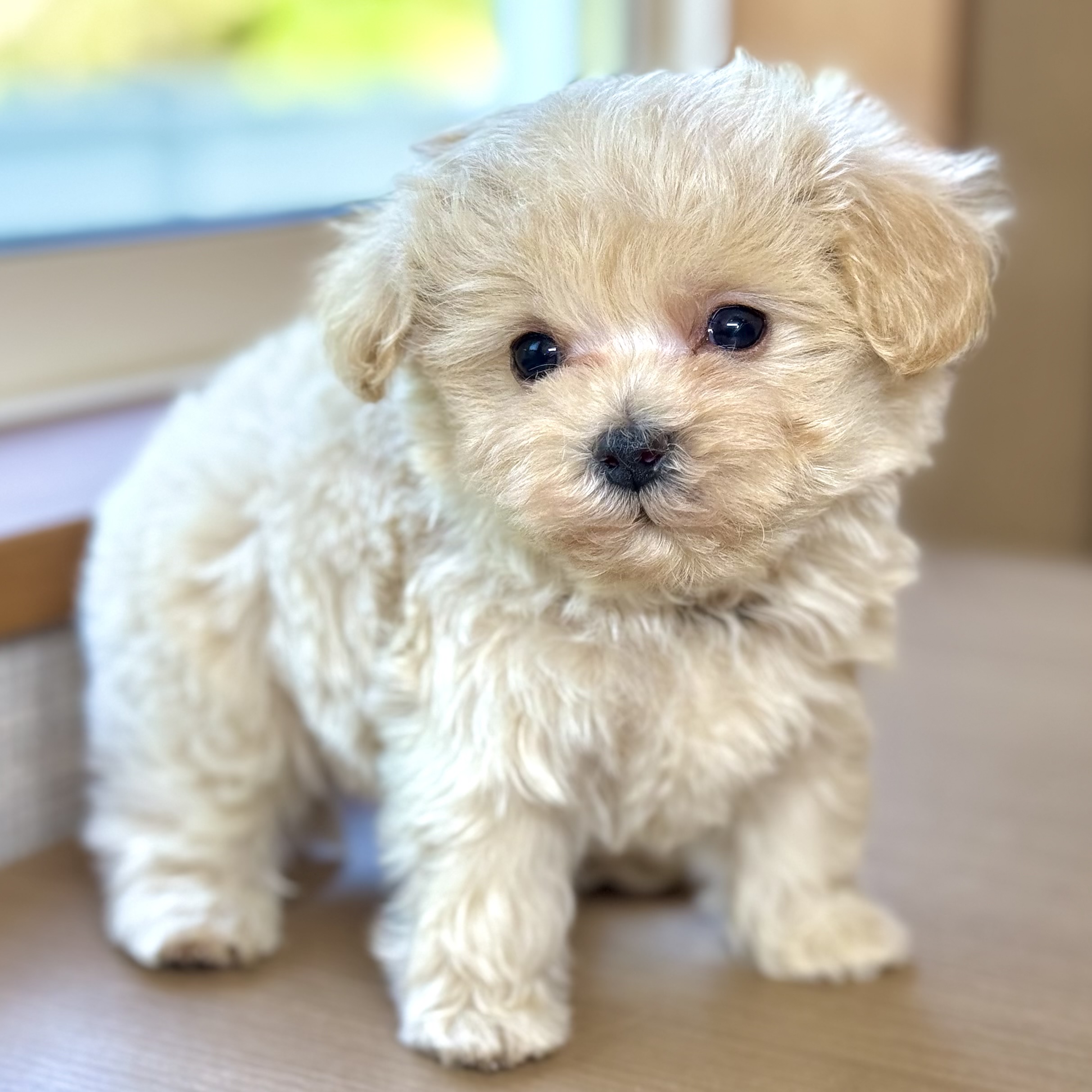 ハーフ犬男の子の写真