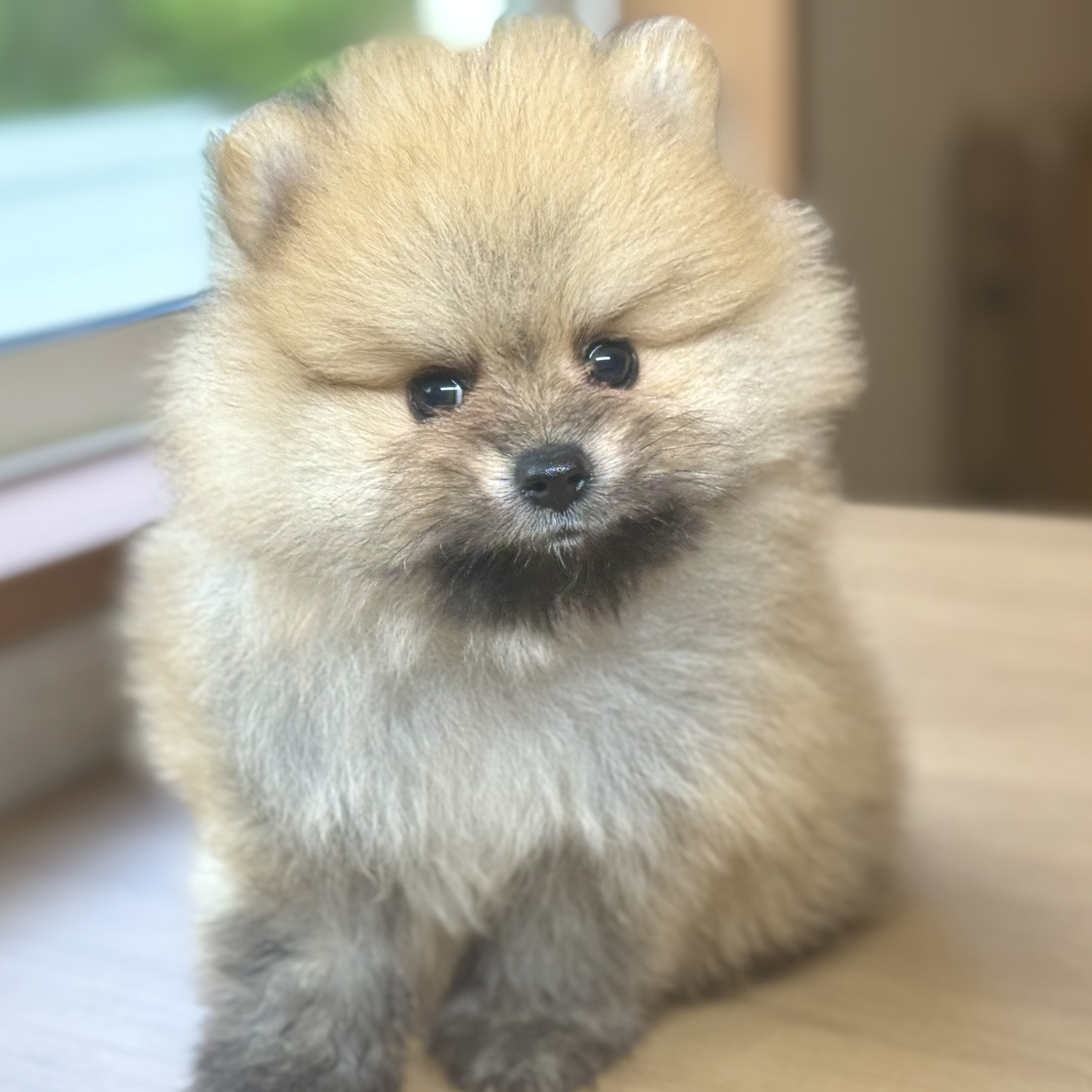 ポメラニアン男の子の写真