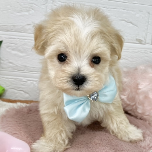 ハーフ犬男の子の写真