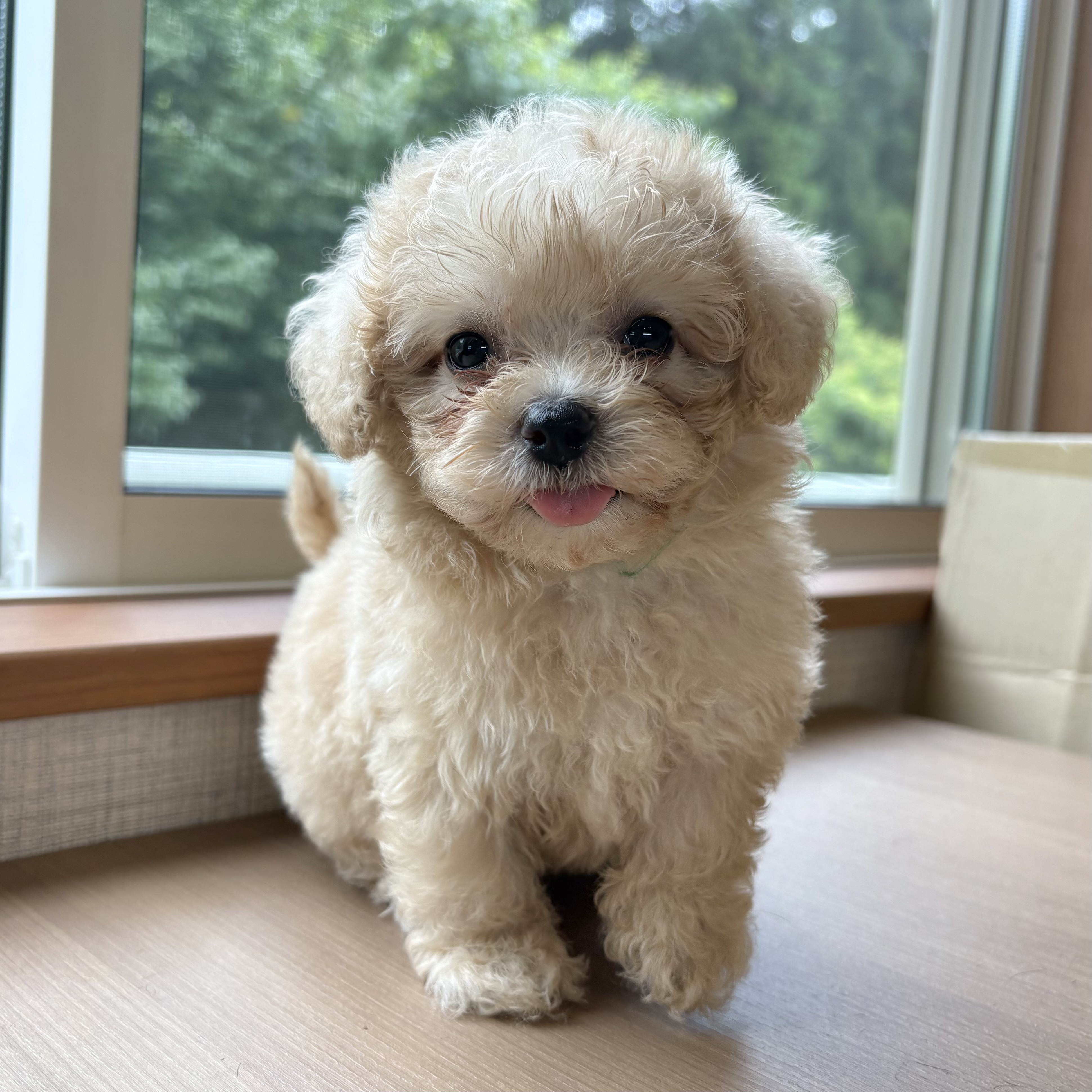 ハーフ犬女の子の写真
