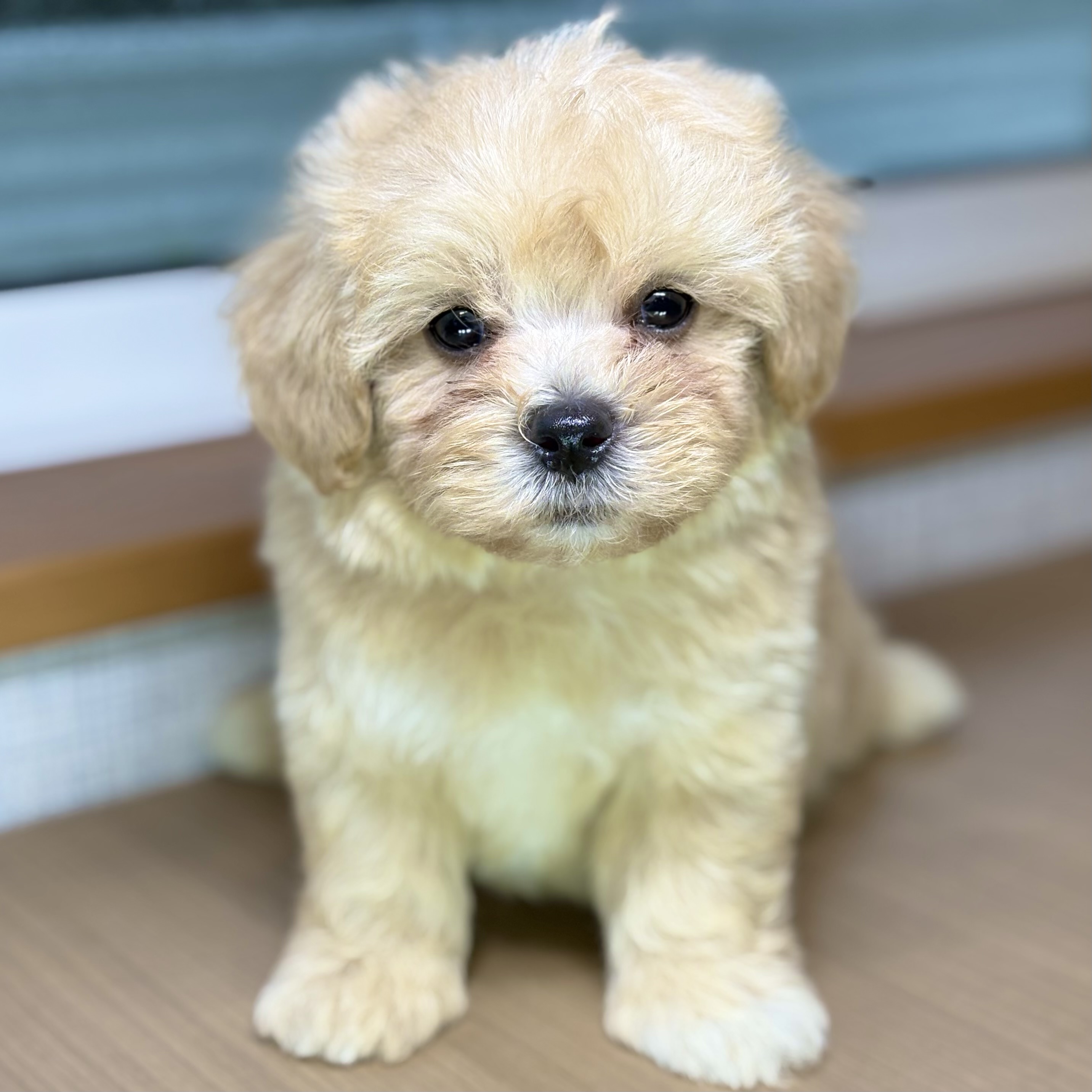 ハーフ犬男の子の写真