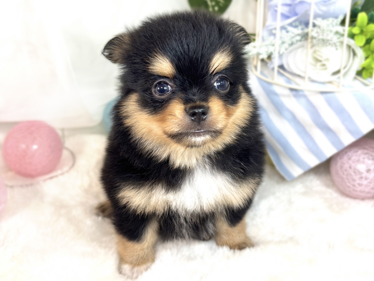 ハーフ犬男の子の写真