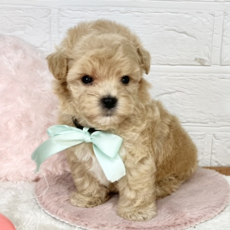ハーフ犬男の子の写真