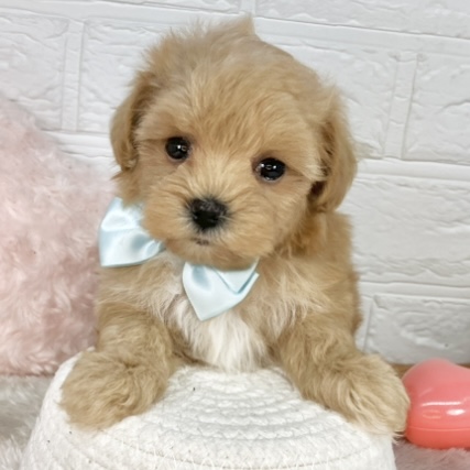 ハーフ犬女の子の写真