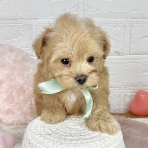 ハーフ犬男の子の写真