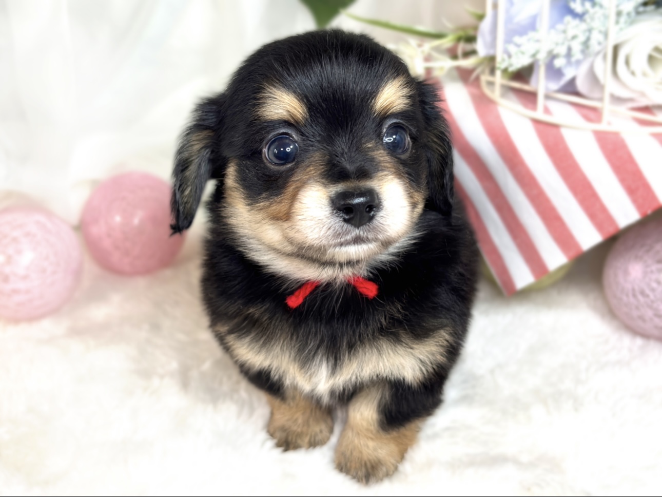 ハーフ犬男の子の写真