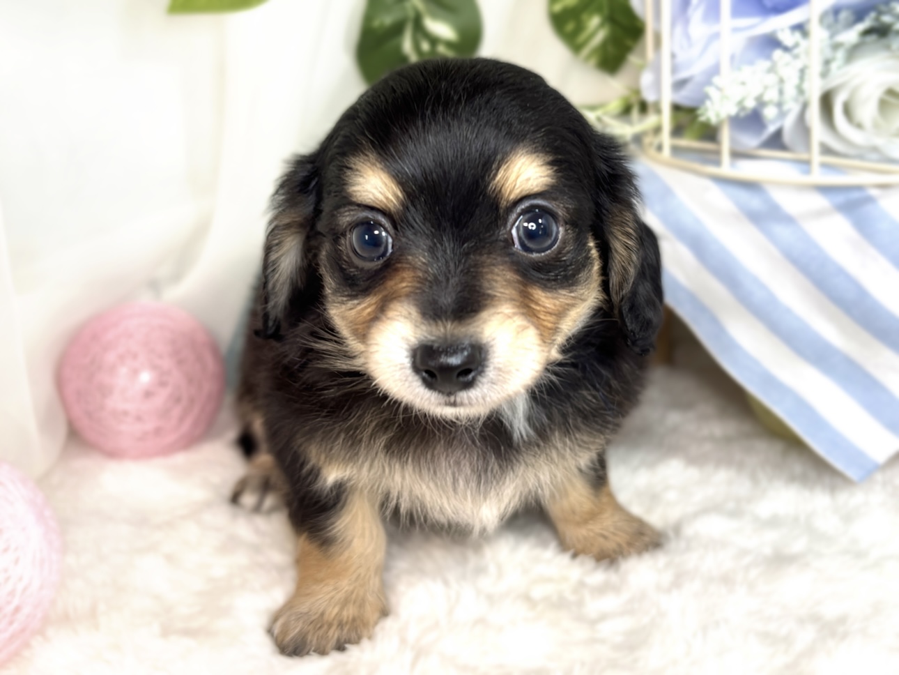 ハーフ犬男の子の写真
