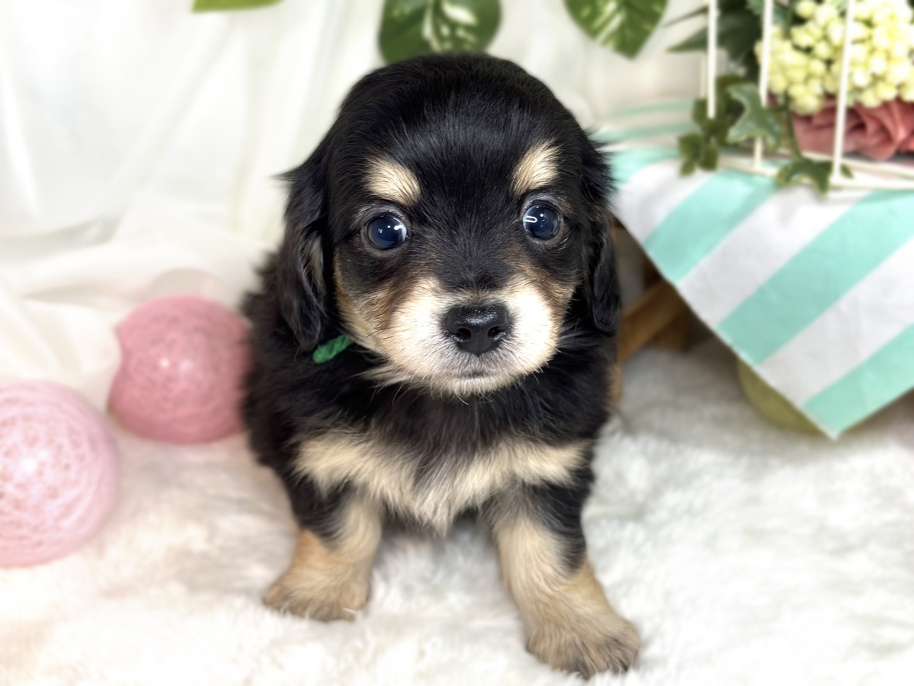 ハーフ犬女の子の写真