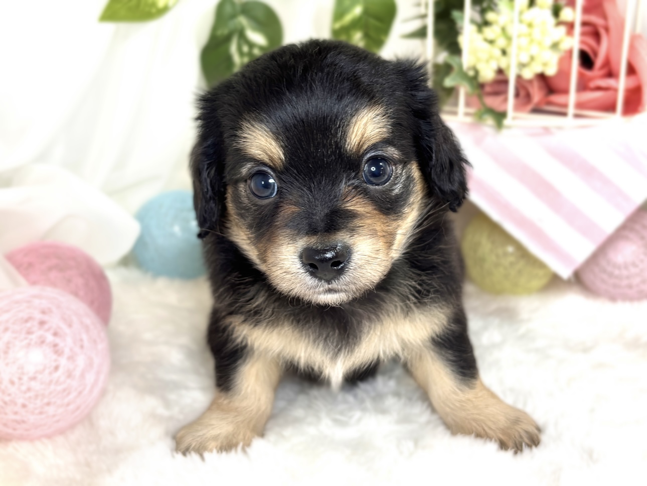 ハーフ犬女の子の写真