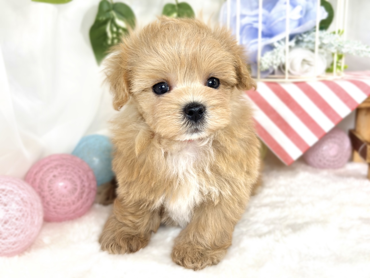 ハーフ犬男の子の写真