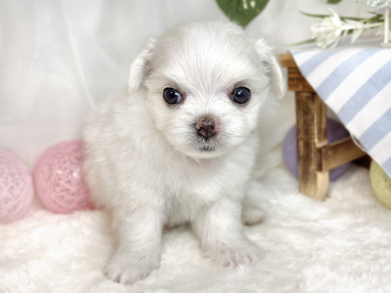 ハーフ犬男の子の写真